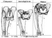 Van links naar rechts; chimpansee, australopithecus afarensis, moderne mens,