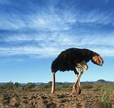 Gebruikersavatar