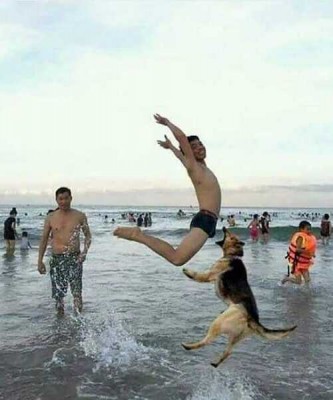 Dier Hond bijt man bijna in ballen Strand.jpg