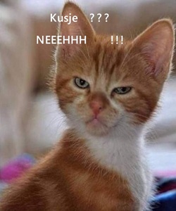 Kat Kusje Nee.jpg