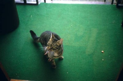 dia-054.jpg (37.63 KiB) 3896 keer bekeken tijgertje